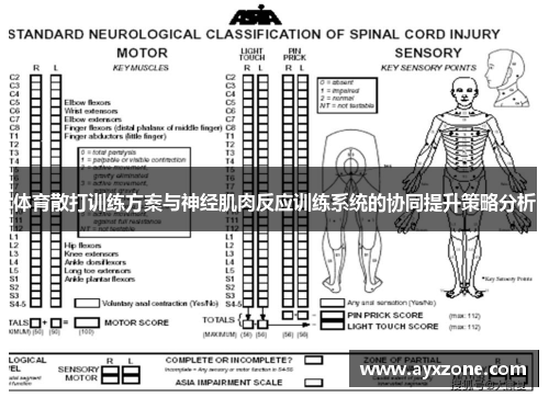 体育散打训练方案与神经肌肉反应训练系统的协同提升策略分析